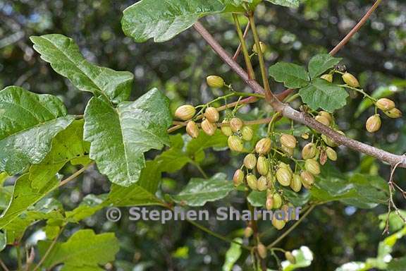 toxicodendron diversilobum 8 graphic